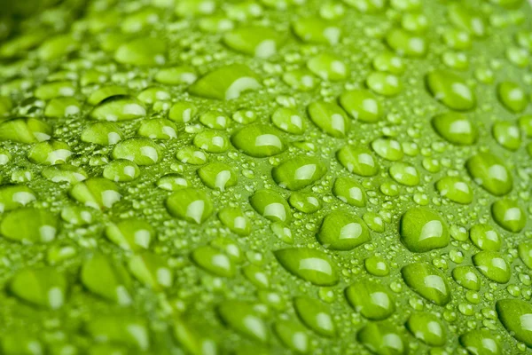 Gouttes d'eau sur feuille de plante verte — Photo