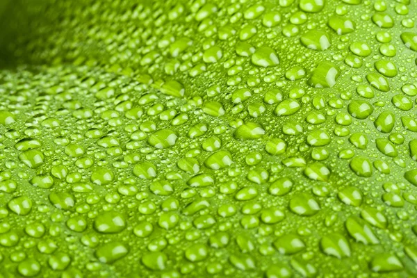 Water drops on green plant leaf — Stock Photo, Image