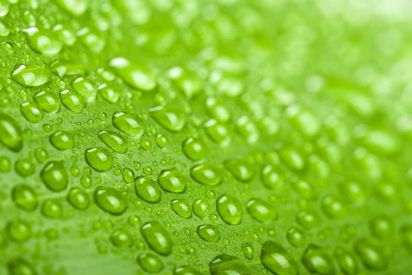 Gouttes d'eau sur feuille de plante verte — Photo