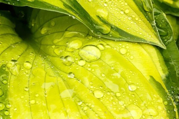 Wassertropfen auf grünem Pflanzenblatt — Stockfoto