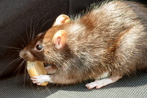 Szczur jedzenie ciasta — Zdjęcie stockowe