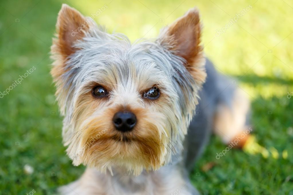 かわいい小さなヨークシャー テリア ストック写真 C Artush かわいい小さなヨークシャー テリア ストック写真 C Artush