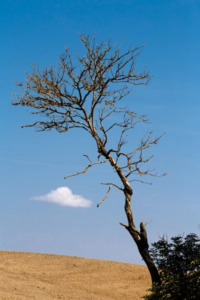 Pěkný podzimní krajina se stromy a modrá obloha — Stock fotografie