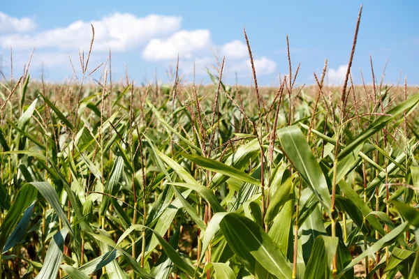 Green field of corn growing up — Stock Photo, Image