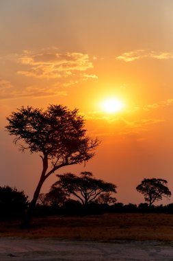 Ağaç önünde Afrika günbatımı