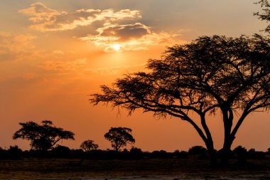 Ağaç önünde Afrika günbatımı