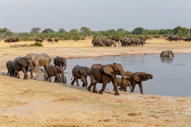 birkaç Afrika fil ziyarette200 duydum