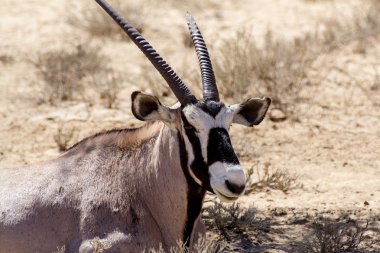 Gemsbok, Oryx gazella portresi kapatın