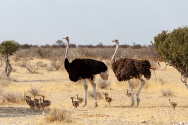 Devekuşu ailesi ile tavuk, Struthio camelus, Namibya