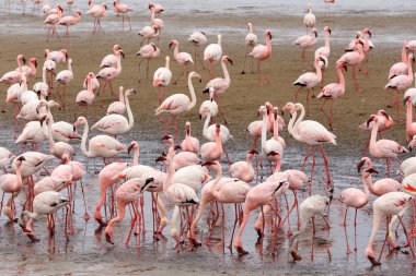 Walvis Bay Namibya 'daki Rosy Flamingo kolonisi