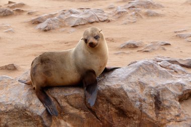 Küçük Deniz Aslan - kahverengi kürk mühür Cape çapraz, Namibia