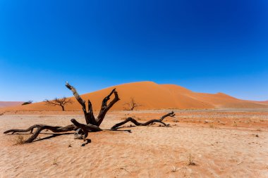 Dune 45 sossusvlei Namibya ölü ağaç içinde