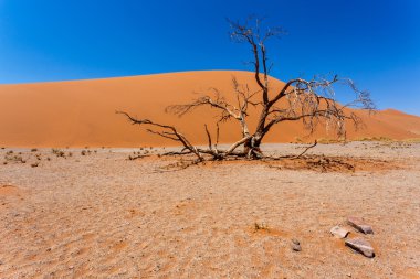 Dune 45 sossusvlei Namibya ölü ağaç içinde