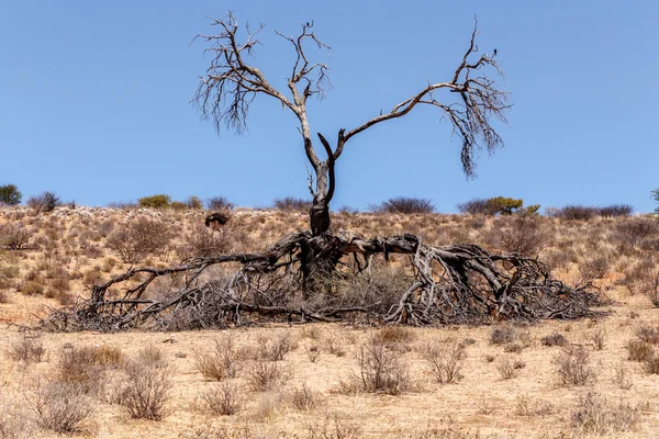 Arbre mort solitaire dans un paysage aride — Photo