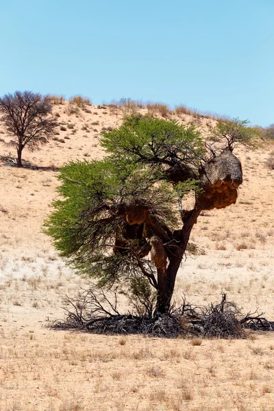 Africké maskované weaver velké hnízdo na stromě — Stock fotografie