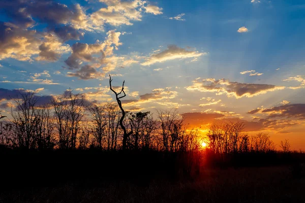 Pôr do sol africano com árvore na frente — Fotografia de Stock