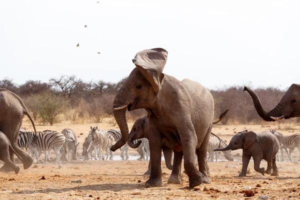 Elefante irritado na frente de ouvido — Fotografia de Stock