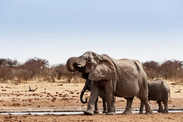 Una manada de elefantes africanos bebiendo en un pozo de agua fangoso —  Fotos de Stock