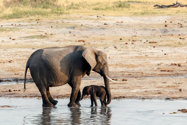 African elephants with baby elephant drinking at waterhole — Stock Photo, Image