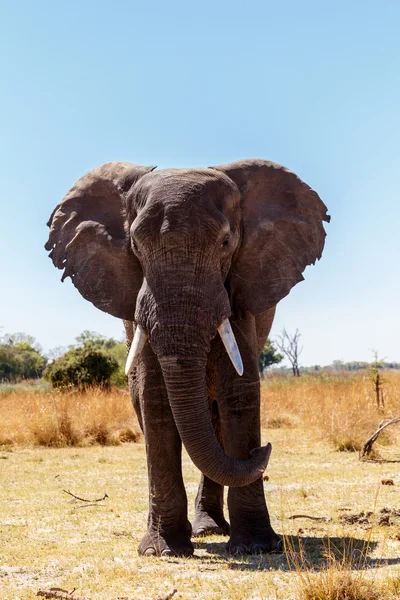 L'éléphant d'Afrique dans le parc de jeux Caprivi — Photo