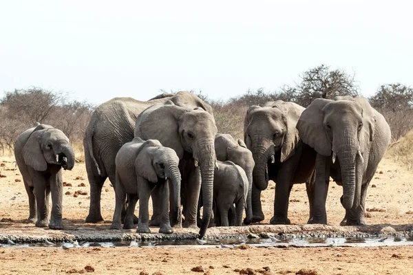 A herd of African elephants drinking at a muddy waterhole — Stock Photo, Image