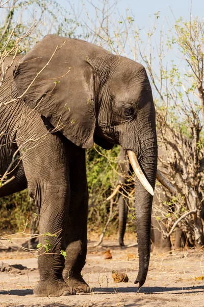 African Elephant in Chobe National Park — Stock Photo, Image