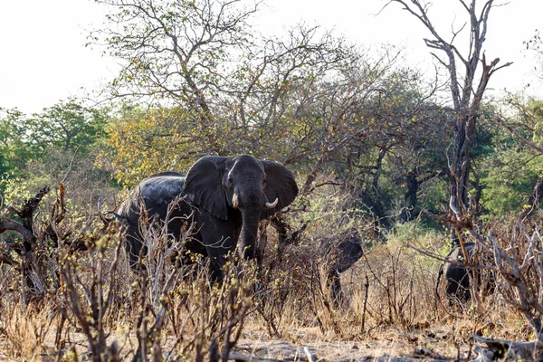 A herd of African elephants drinking at a muddy waterhole — Stock Photo, Image