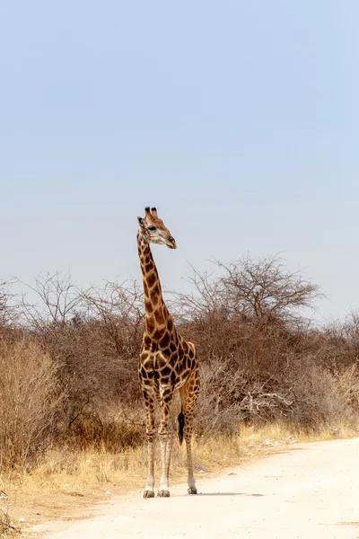 Vuxen giraff på vägen — Stockfoto