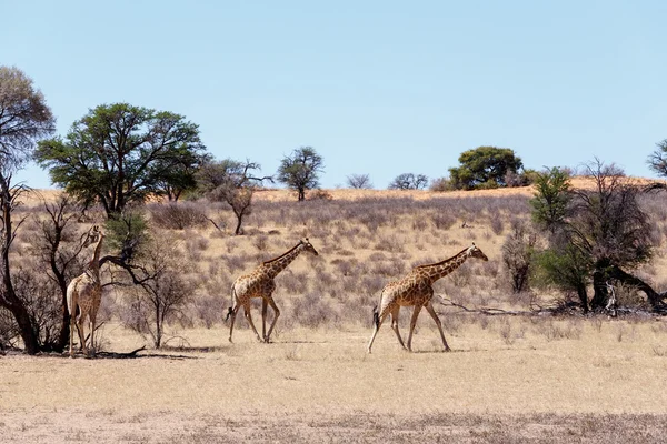 Giraffa camelopardalis in african bush — Stock Photo, Image