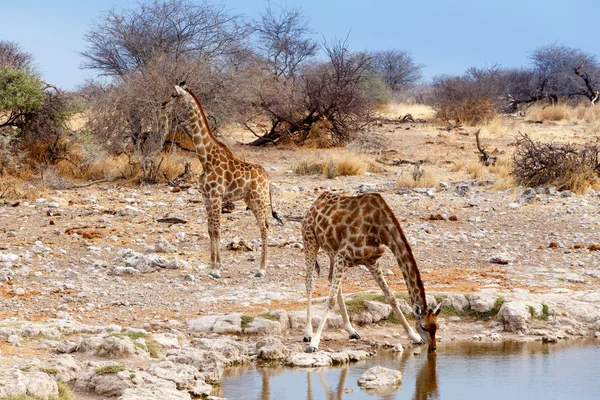 Giraffa camelopardalis beve dalla pozza d'acqua nel Parco nazionale di Etosha — Foto Stock