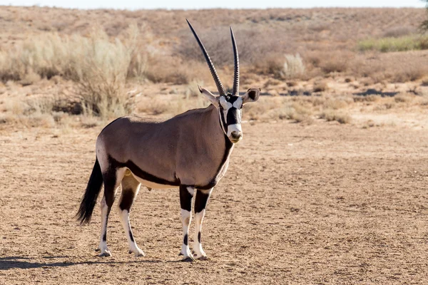 Портрет Gemsbok, Oryx gazella — стокове фото