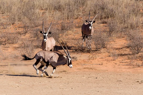 Oryks południowy, Oryx gazella działa — Zdjęcie stockowe