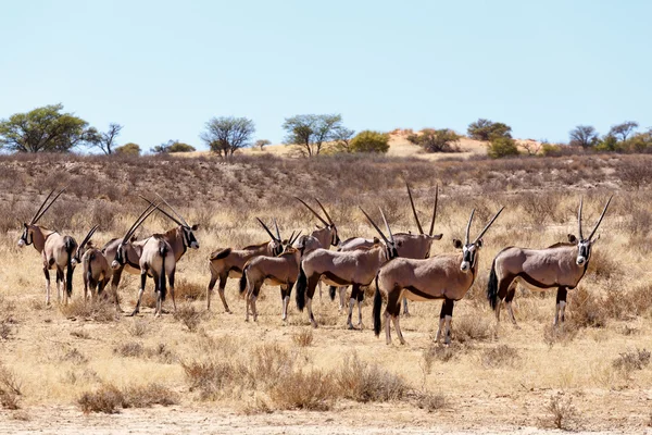 Gemsbok, Oryx gazella kumul üzerinde