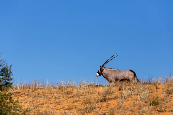 Gemsbok, Oryx gazella auf Sanddüne — Stockfoto