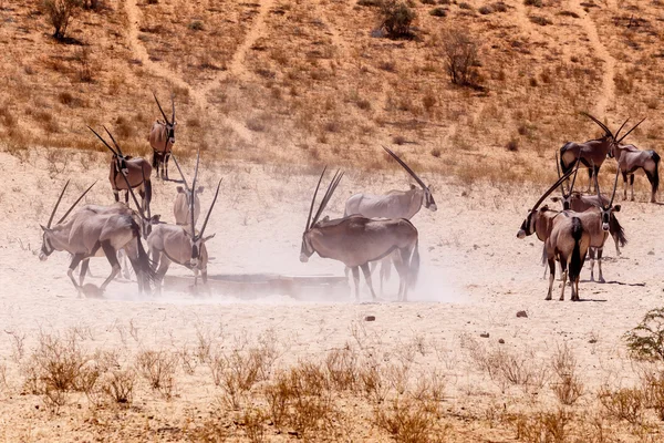 Gemsbok, Oryx gazella on sand dune — Stock Photo, Image