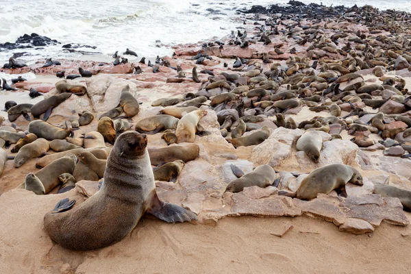 Marea colonie de blană maro - leii de mare din Namibia — Fotografie, imagine de stoc