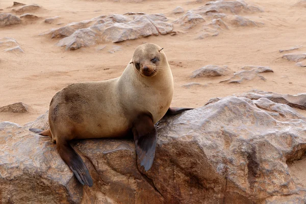 Små sjölejon - brun pälssäl i Cape Cross, Namibia — Stockfoto