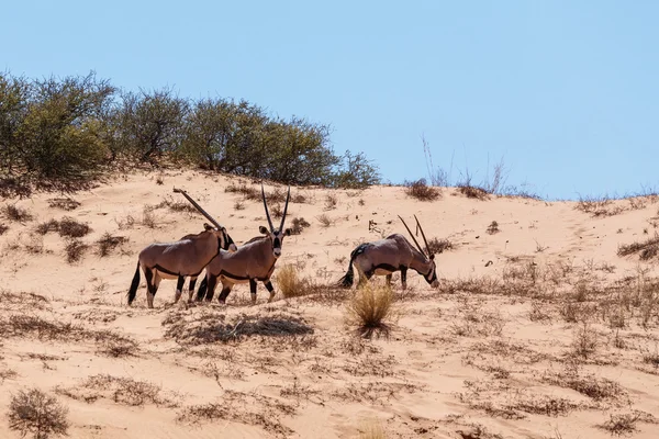 Gemsbok, Oryx gazella sur une dune de sable — Photo