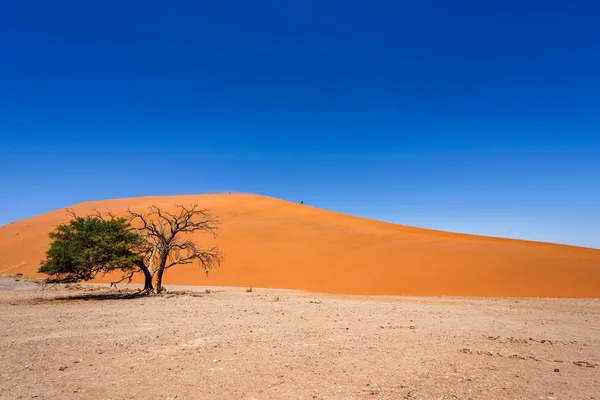 Dune 45 in sossusvlei Namibia with green tree — Stock Photo, Image