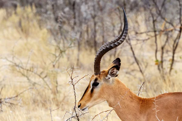 Porträtt av Springbok Antidorcas marsupialis — Stockfoto