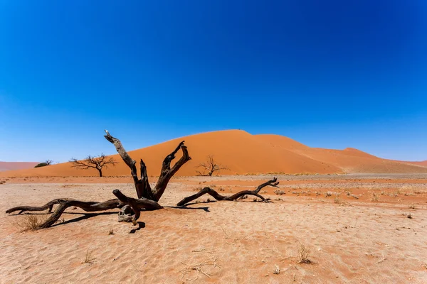 Dune 45 i sossusvlei Namibia med dødt tre – stockfoto