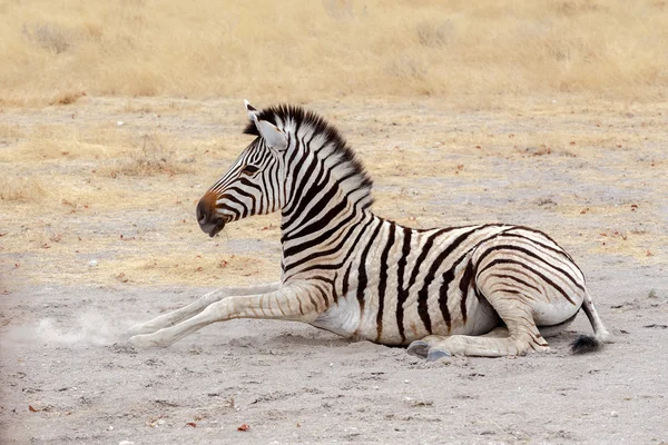 Deitado pequena Zebra em arbusto africano — Fotografia de Stock