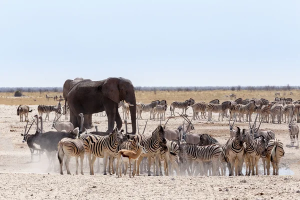 Pozzo d'acqua affollato con elefanti, zebre, springbok e orix — Foto Stock