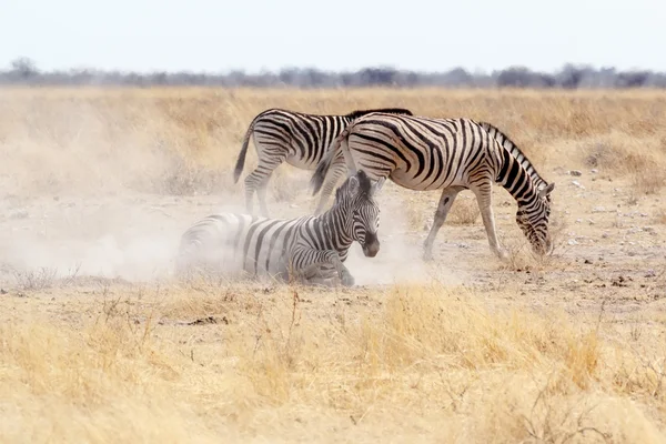 Zebra rolando na areia branca empoeirada — Fotografia de Stock