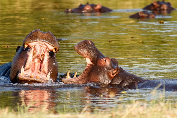 Two fighting young male hippopotamus Hippopotamus Stock Photo