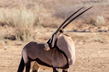 Gemsbok, Oryx gazella portresi