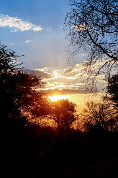 Pôr do sol africano com árvore na frente — Fotografia de Stock