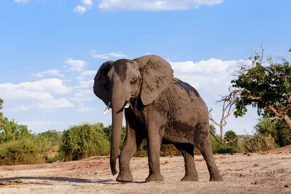 Eléphant d'Afrique dans le parc national de Chobe — Photo