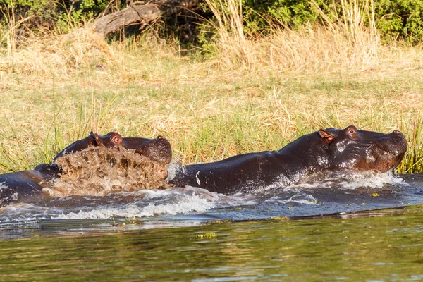 Due giovani combattenti ippopotamo maschio Ippopotamo — Foto Stock