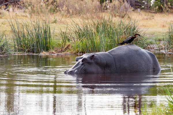 Ardea goliath perched on hippo's back
